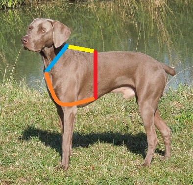 Hundmessen Hundegeschirre richtig messen
